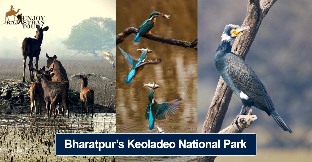 Birdwatching in Keoladeo National Park